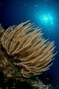 Eunicella singularis by Marco Gargiulo 